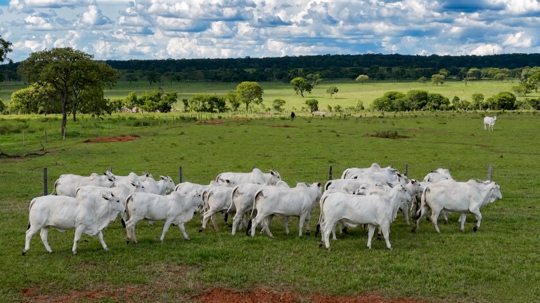 Nós
Somos
a Tarlim!